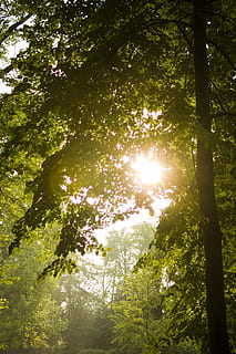 sol, træ, lys, løvfældende, Citron, plante, vækst, Skov, sollys, natur, træstamme, skønhed i naturen, bagagerum, afdeling, jord, ingen mennesker, dag, grøn farve, ro, lav vinkel visning, udendørs, scenics - natur, solstråle, træ baldakin, streaming, regnskov, 5K, CC0, offentligt domæne, royaltyfrie
