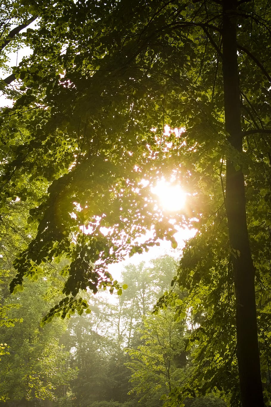 sol, træ, lys, løvfældende, Citron, plante, vækst, Skov, sollys, natur, træstamme, skønhed i naturen, bagagerum, afdeling, jord, ingen mennesker, dag, grøn farve, ro, lav vinkel visning, udendørs, scenics - natur, solstråle, træ baldakin, streaming, regnskov, 5K