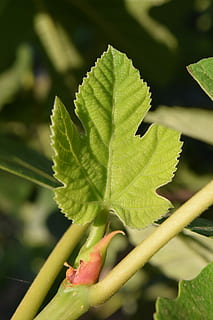 figenblad, motor, ung, blad, grøn, struktur, tæt, natur, spire, figen træ, ny, middelhavet, grøn farve, vækst, mad og drikke, rød, landbrug, plante del, plante, tæt på, dag, skønhed i naturen, fokus på forgrunden, ingen mennesker, friskhed, udendørs, sollys, selektiv fokusering, sårbarhed, skrøbelighed, blomst, træ, blade, 5K, CC0, offentligt domæne, royaltyfrie
