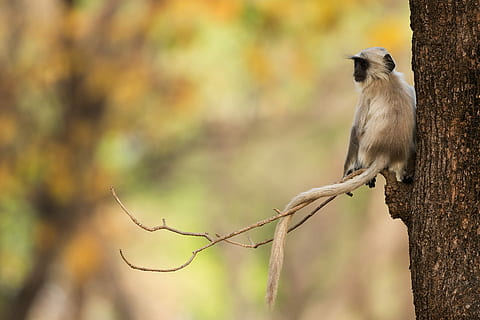 superficiale, fotografia a fuoco, scimmia, seduta, ramo di un albero, grigio, superiore, silvermonkey, natura, primate, foresta, luce del sole, kanha, indio, fauna selvatica, un animale, animali allo stato selvatico, vertebrato, albero, uccello, ramo, appollaiati, pianta, nessuno, lunghezza intera, all'aperto, concentrarsi sulle conoscenze acquisite, giorno, bellezza nella natura, foglia, 5K, CC0, dominio pubblico, privo di copyright