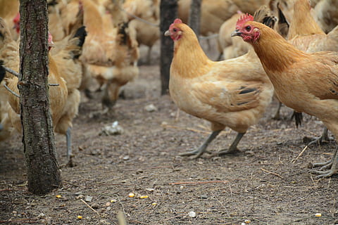 pollo, calza forestale, bestiame, pollo - uccello, temi animali, animali domestici, uccello, animale, mammifero, domestico, gruppo di animali, agricoltura, vertebrato, gallina, natura, azienda agricola, nessuno, animale maschio, gruppo medio di animali, cibo, all'aperto, mandria, Stormo di uccelli, 5K, CC0, dominio pubblico, privo di copyright