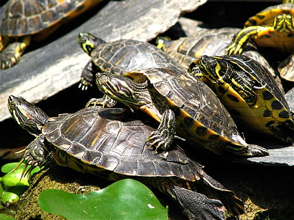 turtle, shell, reptiles, slow, shield, hard, atocha, madrid, reptile, animal themes, animal, animal wildlife, animals in the wild, vertebrate, nature, group of animals, no people, day, sunlight, amphibian, solid, close-up, high angle view, rock, animal shell, 1080P, CC0, public domain, royalty free
