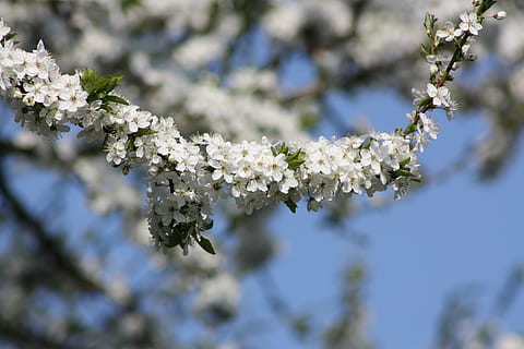 primăvară, Danemarca, flori, măr, ramură, albastru, alb, cer, nori tulburi, diversitate, mulți, închide, natură, copac, floare, inflori, cap de floare, prospeţime, plantă, sezon, petală, a închide, planta cu flori, fragilitate, frumusețe în natură, vulnerabilitate, creştere, culoare alba, zi, nici o persoana, să se concentreze asupra primelor elemente, vedere unghiulară joasă, selectiv, floare de cires, în aer liber, cires, 4K, CC0, domeniu public, fără drepturi de autor
