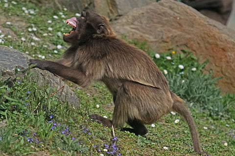 dschelada, bedrohlich, Primas, Affe, Kreatur, Säugetier, Tierfotografie, Tierwelt, Tiere in freier Wildbahn, ein Tier, Wirbeltier, Pflanze, Tag, keine Leute, Natur, draußen, Fokus auf den Vordergrund, Baum, Land, Seitenansicht, Mund offen, Pavian, 5K, CC0, gemeinfrei, lizenzfrei