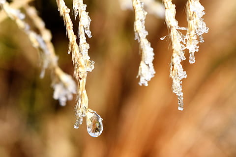 dryppe, dug, dugdråbe, blad, græs, dråbe vand, efterår, Morgentau, tæt, vand, plante, afrimning, kold temperatur, Frosset, tæt på, natur, is, vinter, skønhed i naturen, ingen mennesker, miljø, fokus på forgrunden, makro, selektiv fokusering, udendørs, hængende, krystal, dag, ekstrem nærbillede, luksus, istap, 4K, CC0, offentligt domæne, royaltyfrie
