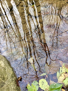 reflection, autumn, puddle, nature, water, no people, tree, day, rock, plant, outdoors, rock - object, solid, plant part, growth, trunk, lake, tree trunk, tranquility, beauty in nature, leaf, 1080P, CC0, public domain, royalty free