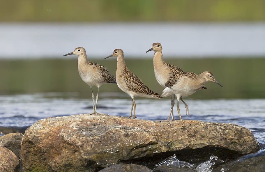 ruff, ràpids, riu, aigua, naturalesa, pedra, estiu, poder, flux, puurijärvi, temes d'animals, animal, fauna animal, animals a la natura, ocell, vertebrats, rock, grup d’animals, sòlid, rock - object, posat, centrar-se en primer pla, dia, cap gent, mar, tres animals, bellesa a la natura, 4K