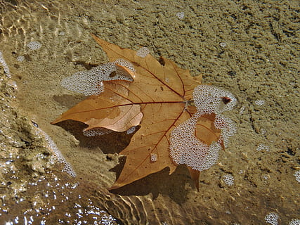 Blatt, Wasser, Bläschen, Sonnenuntergang, Blatt schweben, Wasserreflexion, nass, Herbst, Natur, Jahreszeit, Gelb, draußen, braun, Nahansicht, Hintergründe, ein Tier, keine Leute, Sand, Tierthemen, Leben im Meer, Land, Pflanzenteil, High Angle View, Tag, Schönheit in der Natur, Strand, trocken, Sonnenlicht, Verletzlichkeit, Zerbrechlichkeit, Ruhe, Veränderung, Blätter, Ahornblatt, 4K, CC0, gemeinfrei, lizenzfrei