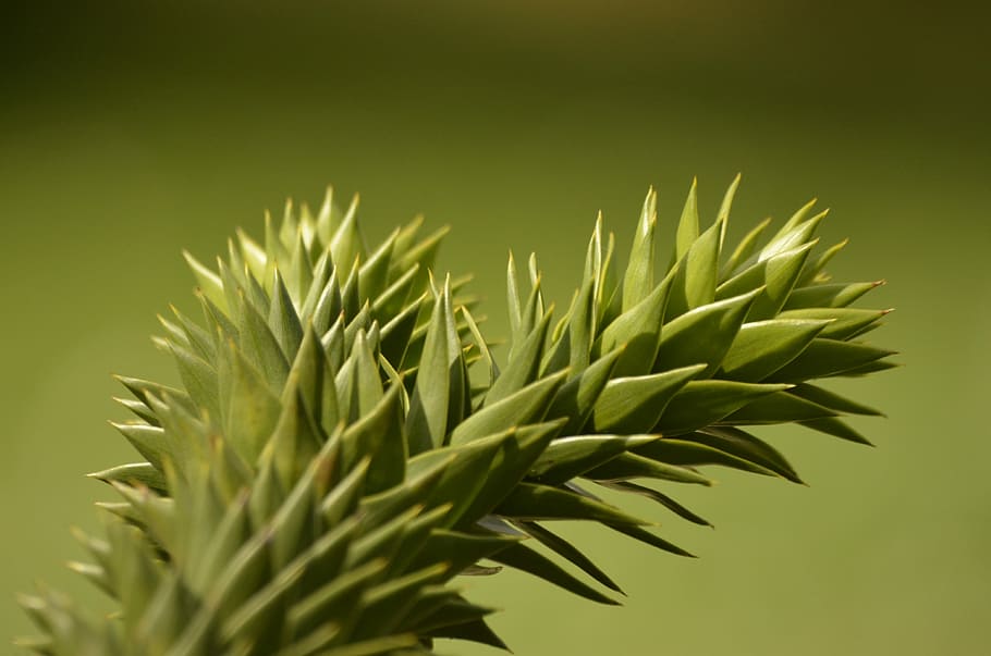 natura, albero, macro, colore verde, crescita, nessuno, avvicinamento, foglia, pianta, bellezza nella natura, parte vegetale, giorno, all'aperto, concentrarsi sulle conoscenze acquisite, freschezza, sfondo colorato, copia spazio, girato in studio, spillo, la tranquillità, luce del sole, giallo, 4K