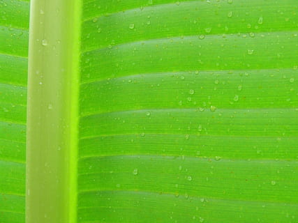 foglia, sfondo, struttura, macro, lascia cadere le foglie delle piante, acqua, pianta, naturale, botanico, biologico, botanica, erba, agricoltura, all'aperto, ambiente, orticoltura, vegetazione, fogliame, verde, bagnato, colore verde, sfondi, fotogramma intero, nessuno, modello, parte vegetale, avvicinamento, crescita, natura, strutturato, bellezza nella natura, giorno, freschezza, modello naturale, foglia di banana, foglia di palma, 1080P, CC0, dominio pubblico, privo di copyright