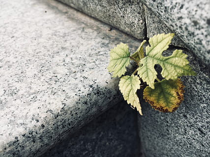 leaf, nature, background, texture, plant, struggle, plant part, no people, close-up, day, selective focus, growth, green color, high angle view, outdoors, beauty in nature, solid, wall - building feature, textured, architecture, rock, rock - object, built structure, concrete, lichen, 4K, CC0, public domain, royalty free