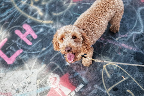 kurz beschichtet, braun, Hund, Leine, Erwachsene, Standard, Pudel, grau, Foto fokussieren, Haustier, Labradoodle, Graffiti, Säugetier, Eckzahn, Haustiere, inländisch, ein Tier, Tierthemen, Tier, keine Leute, Wirbeltier, Hündchen, Jungtier, Fokus auf den Vordergrund, klein, Gesichtsausdruck, Fußweg, Tag, Porträt, 5K, CC0, gemeinfrei, lizenzfrei