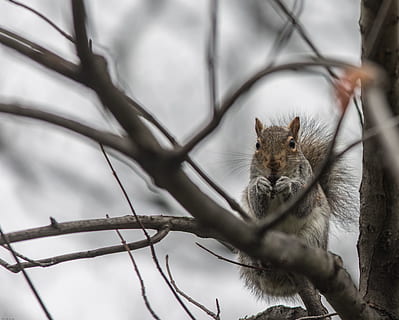 ekorn, vinter, tre, vintertid, søt, gnager, dyre temaer, dyr, ett dyr, pattedyr, dyreliv, dyr i naturen, virveldyr, ingen folk, selektiv fokusering, gren, natur, anlegg, dag, lav vinkel visning, fokusere på forgrunnen, utendørs, feline, værhår, 2K, CC0, offentlig domene, opphavsrett gratis