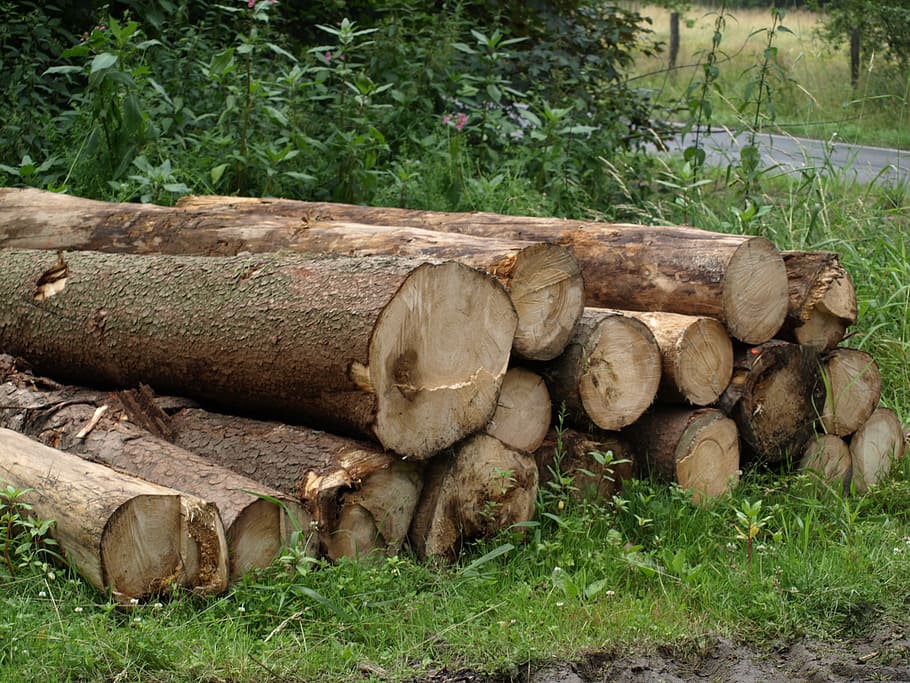 troncs d’arbres, treballs forestals, segat, apilats, troncs de fusta, reduir, planta, naturalesa, arbre, registre, herba, fusta, camp, terra, dia, llenya, creixement, pila, material de fusta, cap gent, bosc, a l'aire lliure, desforestació, color verd, tranquil·litat, 2K