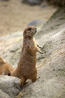 gophers, mikroschema, gyvūnų temos, gyvūnas, gyvūnų gyvūnija, žinduolių, gyvūnams, vienas gyvūnas, stuburiniai, Rokas, meerkat, nėra žmonių, pobūdį, ieško, kietas, roko objektas, dieną, sutelkti dėmesį į naujas žinias, sėdi, lauke, zoologijos sodas, 5K, CC0, Viešasis domenas, nemokamai