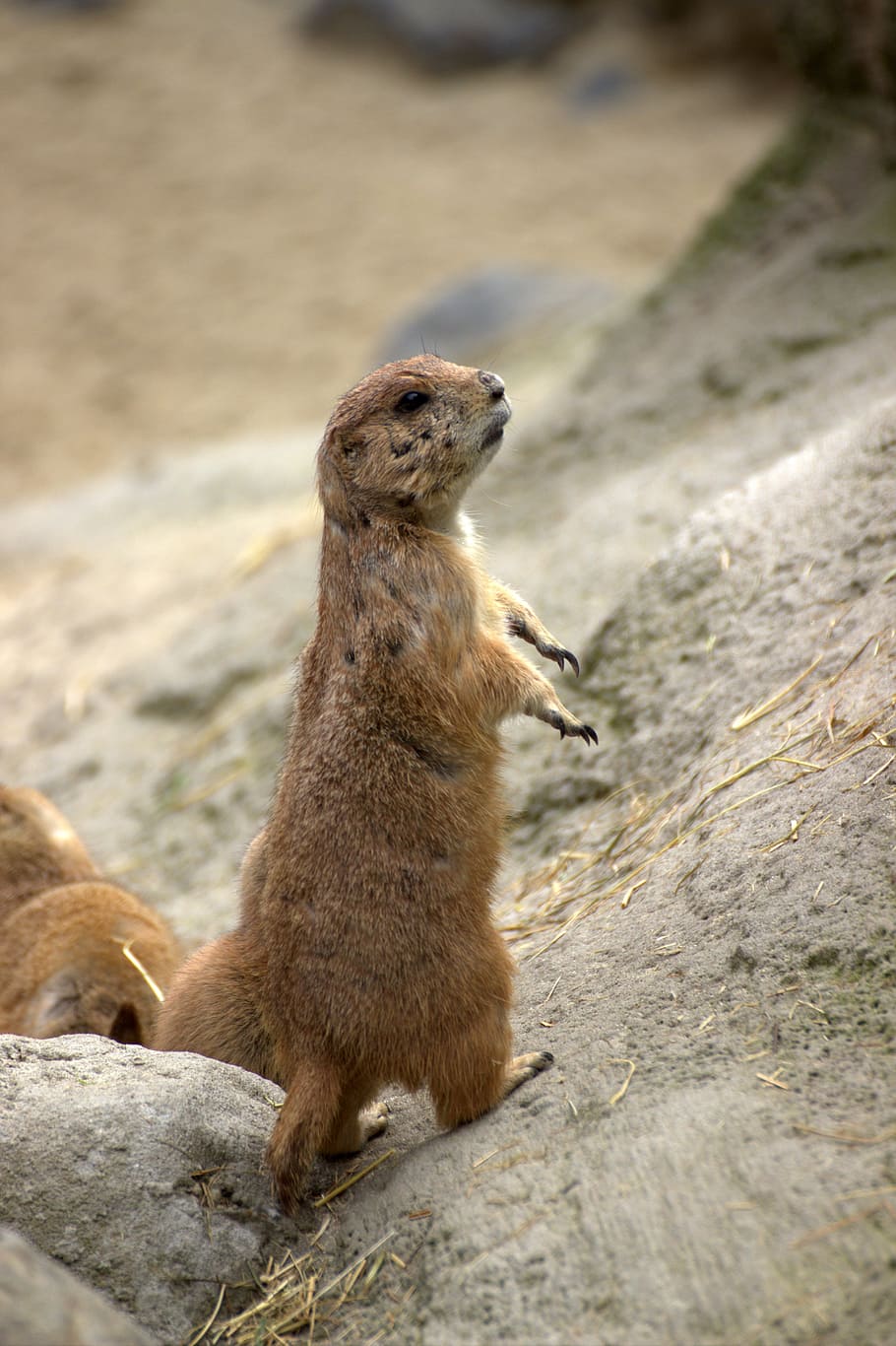 gofers, xip munk, temes d'animals, animal, fauna animal, mamífer, animals a la natura, un animal, vertebrats, rock, meerkat, cap gent, naturalesa, mirant cap a fora, sòlid, rock - object, dia, centrar-se en primer pla, assegut, mirant, a l'aire lliure, zoo, 5K