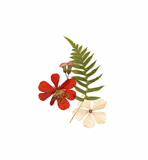 grøn, bregne, hvid, blomst, rød, overflade, to, grå, blomstrede blomster, blad, tør, tørret, flad, blade, fladt læg, minimal, presset, natur, blomster, arrangement, flora, baggrund, enkel, blomstrende plante, studio skud, friskhed, plante, skrøbelighed, sårbarhed, hvid baggrund, tæt på, skønhed i naturen, kronblad, indendørs, kopiere plads, ingen mennesker, blomsterstand, blomsterhoved, plante del, vækst, 1080P, CC0, offentligt domæne, royaltyfrie