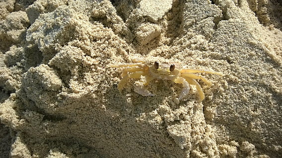 cranc, marisc, curiós, sorra, platja, blanc, mar, naturalesa, animals a la natura, fauna animal, temes d'animals, animal, terra, un animal, primer pla, cap gent, la vida marina, dia, vista d’angle alt, llum solar, marí, textura, invertebrat, submarí, a l'aire lliure, 2K, CC0, domini públic, lliure de regalies
