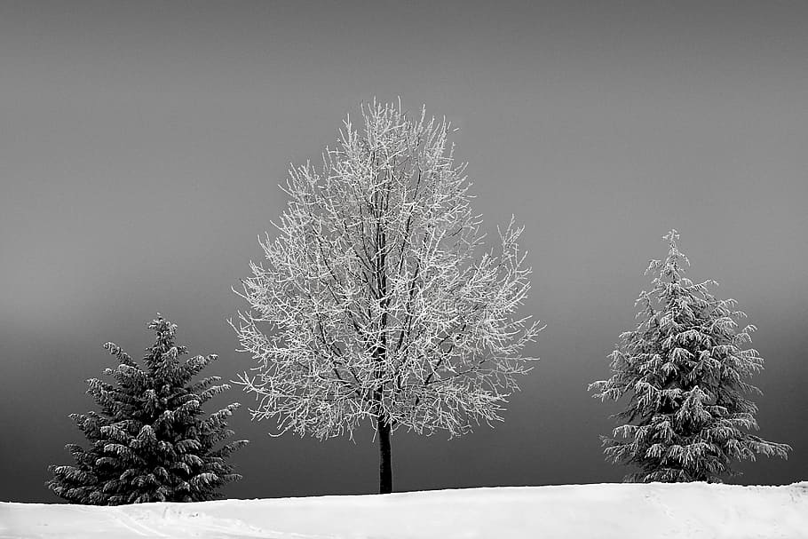 tres, blanc, negre, arbres, hivern, fred, neu, nevat, paisatge, naturalesa, gelades, fred d'hivern, brisa, congelat, gelat, eiskristalle, arbre d’hivern, gel, prat, època de l’any, planta, arbre, temperatura de fred, bellesa a la natura, cel, cap gent, tranquil·litat, creixement, escenics - natura, escena tranquil·la, dia, cel clar, medi ambient, terra, cobertura, a l'aire lliure, nevar, arbre de coníferes, 4K