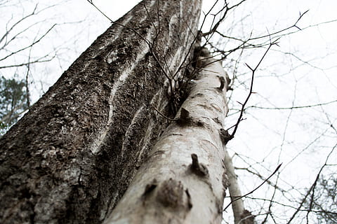 Baum, Kofferraum, linear, Wald, Holz, natürlich, Landschaft, Ast, draussen, Grün, Umgebung, Pflanze, Baumstamm, keine Leute, texturiert, Natur, Flachwinkelansicht, Himmel, Tag, Nahansicht, kahler Baum, selektiver Fokus, Rau, Fokus auf den Vordergrund, draußen, Ruhe, Pflanzenrinde, Land, Borke, direkt darunter, 4K, CC0, gemeinfrei, lizenzfrei