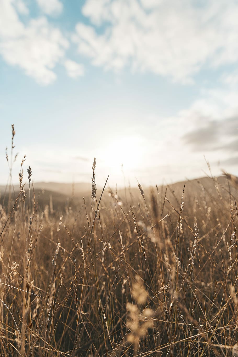 tussocks, foto de camp de blat, durant el dia, herba, camp, núvol, paisatge, prat, cel, núvol - cel, planta, tranquil·litat, bellesa a la natura, creixement, terra, naturalesa, escena tranquil·la, escenics - natura, cap gent, dia, medi ambient, centrar-se en primer pla, llum solar, escena no urbana, a l'aire lliure, tija, 2K