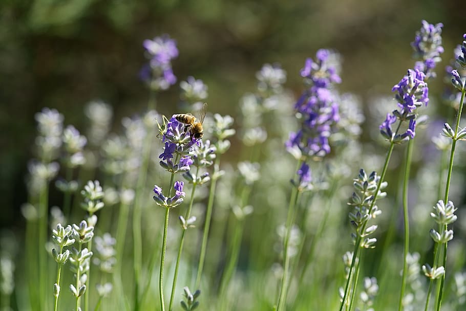 abelles, espígol, flor, profunditat, fotografia de camp, bumble, abella, recollir, nector, porpra, flor petalada, profunditat de camp, fotografia, bumble bee, naturalesa, planta, estiu, a l'aire lliure, prat, primer pla, herba, color verd, flors silvestres, bellesa a la natura, primavera, camp, cap gent, fragilitat, creixement, planta amb flors, frescor, vulnerabilitat, centrar-se en primer pla, cap de flor, pètal, enfocament selectiu, dia, fauna animal, polinització, 8K