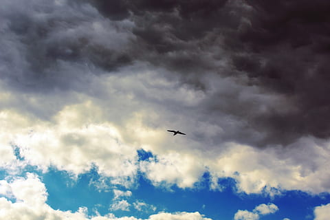 skyer, Himmelblå, måge, flyve, himmel, blå, regn skyen, grå, mørk, mørke skyer, skyer form, overdækket himmel, vejr, fugl, flyvningen, atmosfære, stråler, letvægt, natur, lyse, mystisk, belysning, Direkte, meditation, humør, atmosfærisk, stille, flyvende, sky - himmel, cloudscape, luft, fly, transportmidler, lav vinkel visning, dyre temaer, dyr, hvirveldyr, et dyr, dyreliv, storm, dyr i naturen, ingen mennesker, storm sky, skønhed i naturen, scenics - natur, overskyet, dramatisk himmel, udendørs, ildevarslende, 4K, CC0, offentligt domæne, royaltyfrie