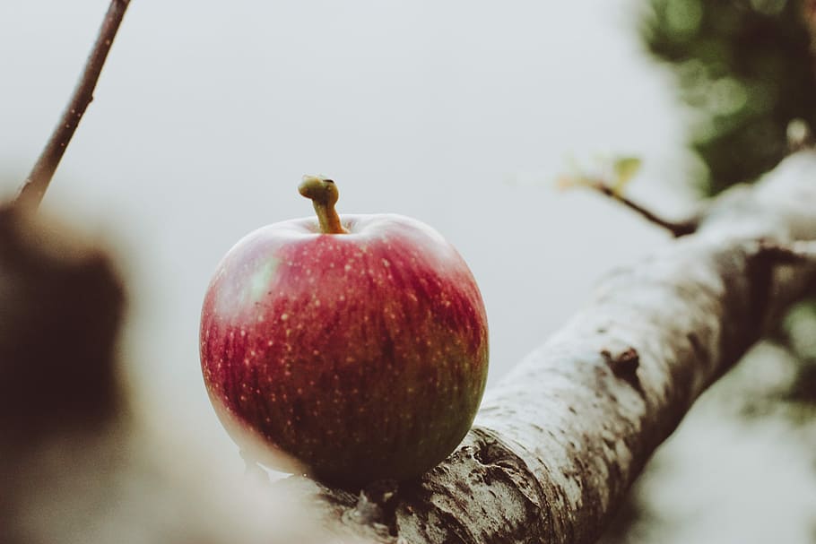 rød, æble, træ gren, modent æble, frugt, afdeling, træ, dybdeskarphed, mad og drikke, mad, sund kost, friskhed, æble - frugt, tæt på, plante, velvære, selektiv fokusering, natur, ingen mennesker, plantestamme, fokus på forgrunden, dag, udendørs, æbletræ, moden, 2K