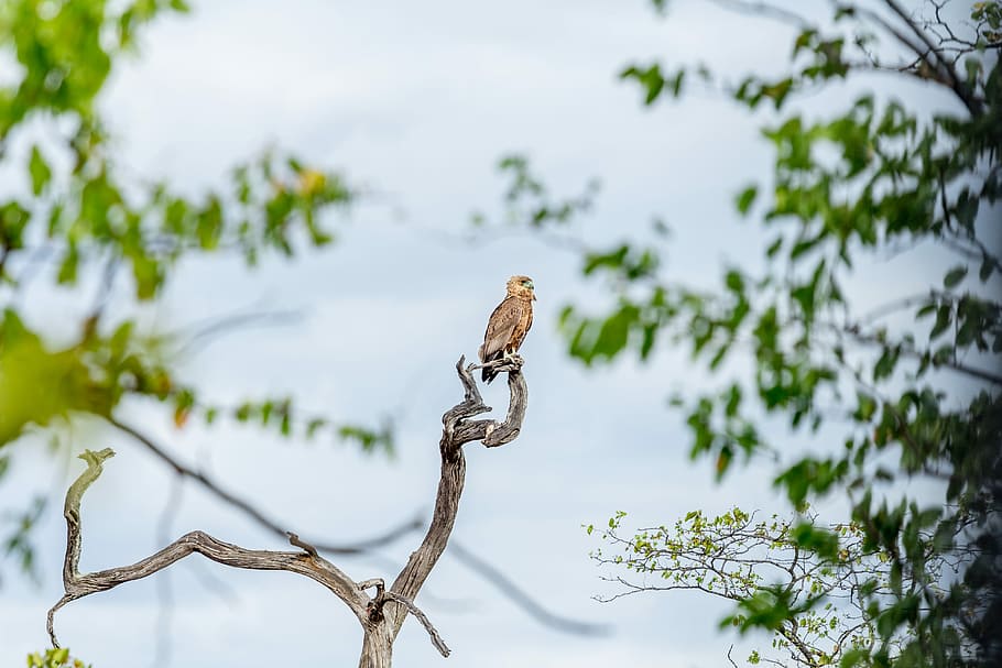 fotografia di paesaggio, uccello, ramo di un albero, uccello che si appollaia, ramoscello, giorno, ramo, albero, aquila, falco, animale, fauna selvatica, animali allo stato selvatico, temi animali, vertebrato, pianta, un animale, appollaiati, natura, nessuno, messa a fuoco selettiva, primate, uccello rapace, Inquadratura dal basso, scimmia, all'aperto, 5K