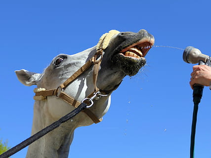persona, apuntat, gris, broquet de mànega, boca del cavall, cavall, dutxa, borratxo, cap, retrat, benestar, mira, actualització, diversió, còmic, halter, animal, equí, mamífer, temes d'animals, un animal, animals domèstics, nacional, mascotes, cel, blau, cel clar, part del cos dels animals, vista d’angle baix, animal de treball, cap d’animals, brida, naturalesa, vertebrats, bestiar, dia, primer pla, herbívors, boca d’animals, cap gent, a l'aire lliure, boca oberta, nas animal, musell, ull d’animals, 4K, CC0, domini públic, lliure de regalies
