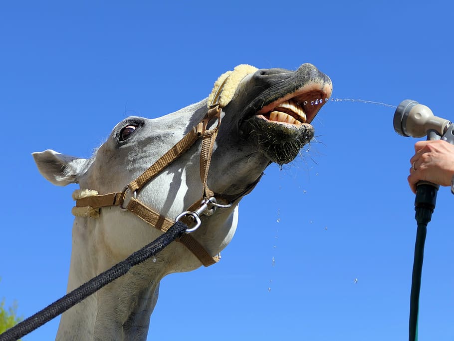 persona, apuntat, gris, broquet de mànega, boca del cavall, cavall, dutxa, borratxo, cap, retrat, benestar, mira, actualització, diversió, còmic, halter, animal, equí, mamífer, temes d'animals, un animal, animals domèstics, nacional, mascotes, cel, blau, cel clar, part del cos dels animals, vista d’angle baix, animal de treball, cap d’animals, brida, naturalesa, vertebrats, bestiar, dia, primer pla, herbívors, boca d’animals, cap gent, a l'aire lliure, boca oberta, nas animal, musell, ull d’animals, 4K