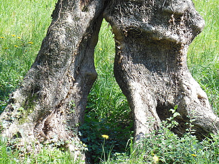 Olivenbaum, Olivenwurzel, Baum, Log, Malcesine, knotig, alter Baum, Italien, Garda, Pflanze, Kofferraum, Baumstamm, grüne Farbe, Wachstum, Natur, Tag, keine Leute, Gras, Land, texturiert, draußen, Ruhe, Schönheit in der Natur, Borke, Wald, Feld, Sonnenlicht, Nahansicht, 4K, CC0, gemeinfrei, lizenzfrei