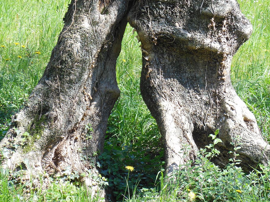 Ulivo, radice d'oliva, albero, ceppo, malcesine, nodoso, vecchio albero, Italia, garda, pianta, tronco, tronco d'albero, colore verde, crescita, natura, giorno, nessuno, erba, terra, strutturato, all'aperto, la tranquillità, bellezza nella natura, abbaiare, foresta, campo, luce del sole, avvicinamento, 4K