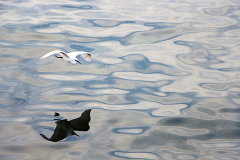 fugl, flyvningen, afspejling, smuk, ppt, baggrund, natur, dyr, dyreliv, hav, flyvende, vand, dyre temaer, hvirveldyr, dyr i naturen, ingen mennesker, piblede, svømning, dag, sø, et dyr, høj vinkel visning, bevægelse, havnefronten, udendørs, 5K, CC0, offentligt domæne, royaltyfrie