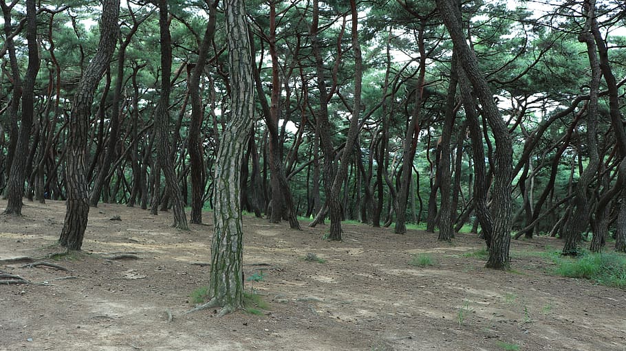Waldfoto, tagsüber, Kiefer, Baum, Bäume, Pflanze, Pflanzen, Blatt, Blätter, Holz, hölzern, Himmel, cyan, Grün, Blau, Natur, natürlich, Schmutz, Boden, Korea, Koreanisch, Tradition, traditionell, gyeongju, Tour, Tourismus, Sol, Tücher, die Blätter, Holzwerkstoff, Petrol, Türkis, abstrakt, Rost, die Art der, Staub, Land, braun, rand, gehen, Republik Korea, Südkoreas, Rennen, Reise, sonnig, Rock, Frühling, Asien, Stein, Weiß, Jahreszeit, Park, Wald, Garten, Süden, draussen, Wolken, szenisch, National, Landschaft, Ruhe, Wachstum, keine Leute, ruhige Szene, Schönheit in der Natur, Baumstamm, Kofferraum, Tag, Nicht-städtische Szene, Szenen - Natur, draußen, Umgebung, Fülle, Bambuspflanze, 5K