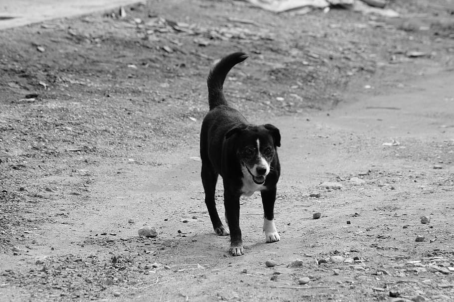 fauna, ulloa, risaralda, colombia, gos, mascotes, animal, a l'aire lliure, caní, blanc i negre, amistat, gos de pura raça, mamífer, naturalesa, bonic, color negre, un animal, temes d'animals, corrent, animals domèstics, nacional, vertebrats, terra, camp, dia, caminar, cap gent, moviment, longitud completa, en moviment, boca oberta, 4K