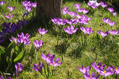 krokus, slunce, jaro, fialový, květinová louka, jarní květina, jarní probuzení, nachový, květ, růst, Příroda, rostlina, krása v přírodě, kvetoucí rostlina, zranitelnost, křehkost, svěžest, okvětní lístek, pole, přistát, růžová barva, detail, květenství, květu hlavy, nikdo, den, duhovka, venku, pyl, záhon, 4K, CC0, veřejná doména, bez autorských práv