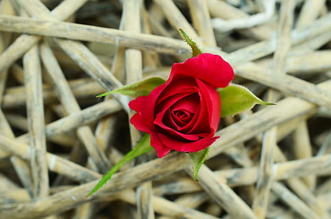 tæt på, fotografering, rød, Rose, blomst, rød rose, fletning, selvsikkerhed, sidde fast, sejhed, symbol, haven rose, enkelt, rose blomst, rosenblomst, kærlighed, natur, kronblad, romantik, gave, valentins dag - ferie, skønhed i naturen, blomstrende plante, plante, skrøbelighed, sårbarhed, blomsterhoved, blomsterstand, friskhed, dag, ingen mennesker, fokus på forgrunden, vækst, udendørs, 4K, CC0, offentligt domæne, royaltyfrie