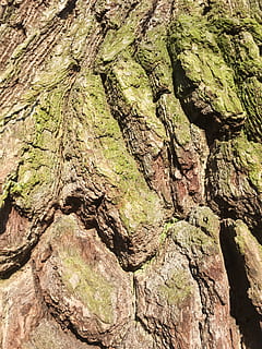 ceppo, vecchio, albero, muschio, abbaiare, vecchio albero, nodoso, tronco d'albero, strutturato, avvicinamento, nessuno, natura, ruvido, pianta, roccia, tronco, fotogramma intero, sfondi, roccia - oggetto, giorno, solido, crescita, all'aperto, formazione rocciosa, legno - materiale, 4K, CC0, dominio pubblico, privo di copyright