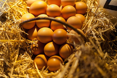 ous marrons, ous, cistella, palla, ou, menjar, ous d’animals, fenc, niu d’animals, menjar i beguda, primer pla, cap gent, naturalesa, color daurat, enfocament selectiu, riquesa, gran grup d'objectes, inicis, vista d’angle alt, abundància, grup d'objectes, contenidor, planta, luxe, 4K, CC0, domini públic, lliure de regalies