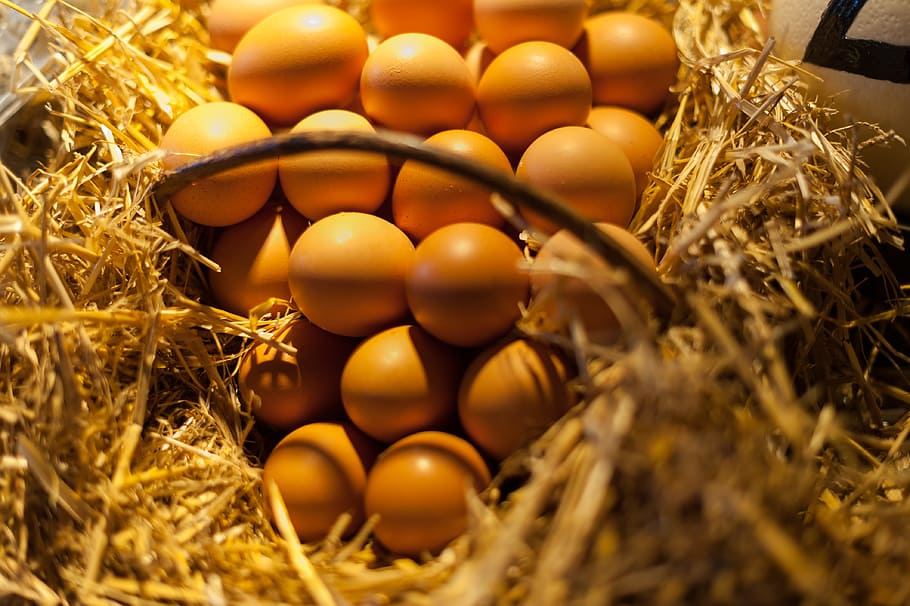 ous marrons, ous, cistella, palla, ou, menjar, ous d’animals, fenc, niu d’animals, menjar i beguda, primer pla, cap gent, naturalesa, color daurat, enfocament selectiu, riquesa, gran grup d'objectes, inicis, vista d’angle alt, abundància, grup d'objectes, contenidor, planta, luxe, 4K