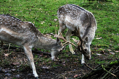 daino, Hirsch, foresta, animale, temi animali, gruppo di animali, due animali, mammifero, fauna selvatica, animali allo stato selvatico, combattente, campo, cervo, terra, conflitto, nessuno, vertebrato, natura, erba, giovane animale, in piedi, pianta, all'aperto, erbivoro, aggressione, famiglia di animali, 5K, CC0, dominio pubblico, privo di copyright