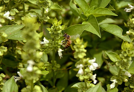 Biene, Natur, Basilikum, Makro, Frühling, Garten, Umgebung, wunderschönen, Pflanze, Bestäubung, Hundebiene, Honig, Landschaft, Grün, Imkerei, Insekt, Blumen, zarte Blumen, wirbellos, Tiere in freier Wildbahn, Tierthemen, Tierwelt, Tier, ein Tier, Wachstum, Blatt, Pflanzenteil, Schönheit in der Natur, grüne Farbe, Blume, Nahansicht, blühende Pflanze, Tag, keine Leute, draußen, Blütenkopf, Tierflügel, 4K, CC0, gemeinfrei, lizenzfrei
