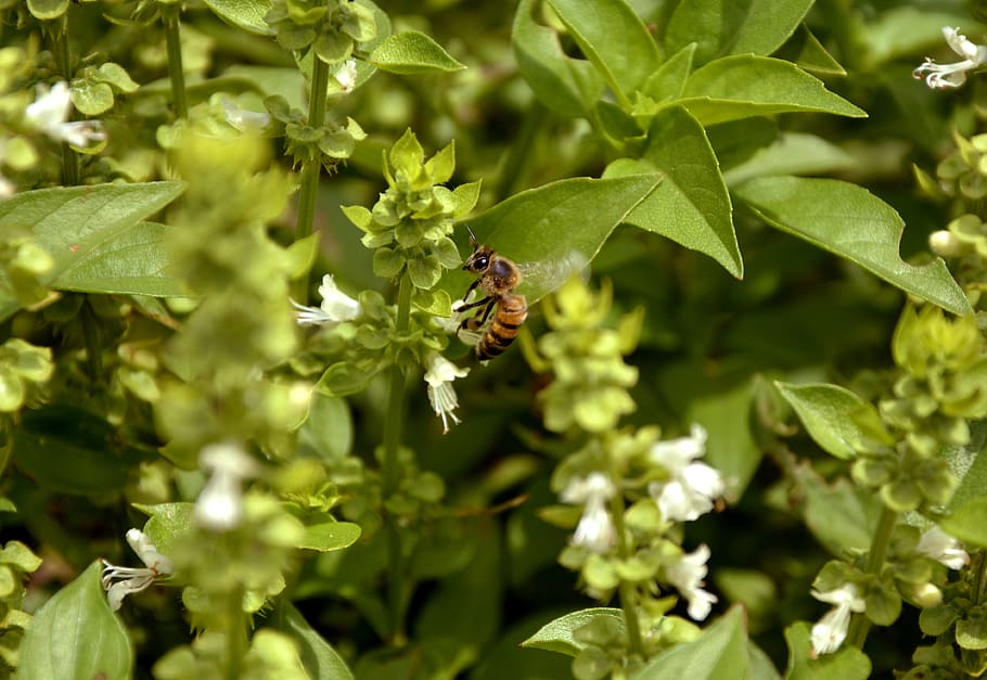Biene, Natur, Basilikum, Makro, Frühling, Garten, Umgebung, wunderschönen, Pflanze, Bestäubung, Hundebiene, Honig, Landschaft, Grün, Imkerei, Insekt, Blumen, zarte Blumen, wirbellos, Tiere in freier Wildbahn, Tierthemen, Tierwelt, Tier, ein Tier, Wachstum, Blatt, Pflanzenteil, Schönheit in der Natur, grüne Farbe, Blume, Nahansicht, blühende Pflanze, Tag, keine Leute, draußen, Blütenkopf, Tierflügel, 4K