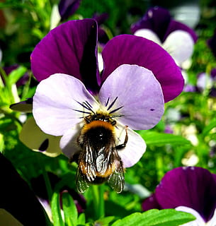 bombus arısı-, böcek, çiçek, çiçekli bitki, taçyaprağı, kırılganlık, bitki, doğada güzellik, büyüme, çiçek kafa, hayvan temaları, Güvenlik açığı, omurgasız, bal arısı, hayvan, tazelik, vahşi hayvanlar, kapatmak, bir hayvan, hayvan yaban hayatı, çiçeklenme, tozlaşma, mor, insansız, polen, yabanarısı, 1080P, CC0, kamu malı, telif ücretsiz