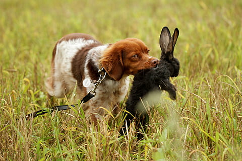 cane, a caccia, pointer, recuperare, coniglio, animali domestici, animale, carina, erba, cucciolo, all'aperto, natura, Marrone, temi animali, mammifero, domestico, canino, un animale, pianta, vertebrato, nessuno, campo, giovane animale, terra, giorno, piccolo, 5K, CC0, dominio pubblico, privo di copyright
