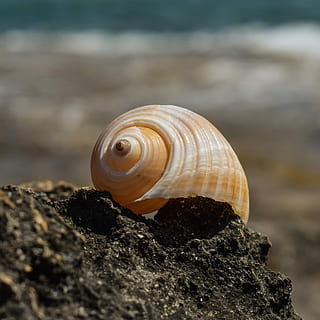 shell, strand, natur, muslingeskal, skal, strand, sommer, et dyr, snegl, dyr i naturen, dyre temaer, dyreliv, dyr, dyreskal, tæt på, solid, hvirvelløse, mollusk, rock-objekt, klippe, fokus på forgrunden, ingen mennesker, selektiv fokusering, hav, dag, havsnegle, udendørs, marine, 2K, CC0, offentligt domæne, royaltyfrie