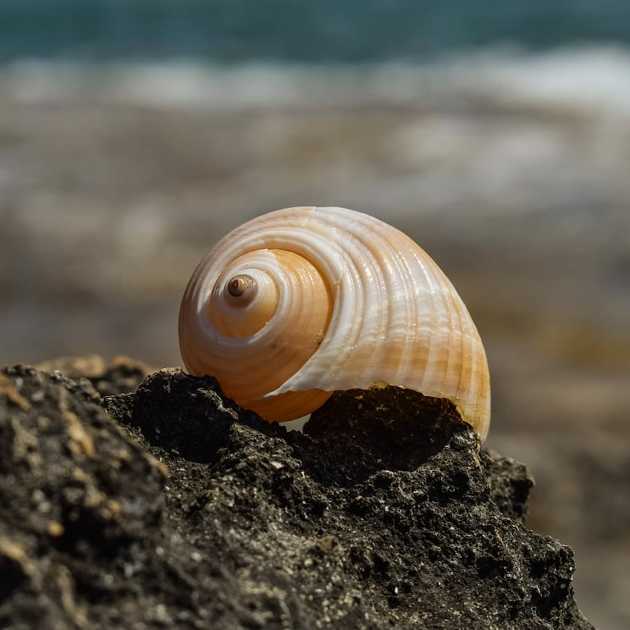 shell, strand, natur, muslingeskal, skal, strand, sommer, et dyr, snegl, dyr i naturen, dyre temaer, dyreliv, dyr, dyreskal, tæt på, solid, hvirvelløse, mollusk, rock-objekt, klippe, fokus på forgrunden, ingen mennesker, selektiv fokusering, hav, dag, havsnegle, udendørs, marine, 2K