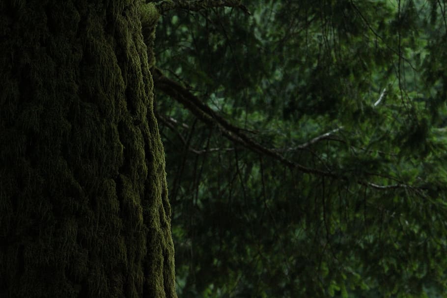 paisatge, naturalesa, bosc, arbres, branques, la llum del dia, medi ambient, de fulla perenne, fulles, molsa, a l'aire lliure, escènic, tronc, boscos, imatges de domini públic, arbre, planta, tronc de l'arbre, terra, creixement, cap gent, color verd, dia, centrar-se en primer pla, exuberant fullatge, tranquil·litat, fullatge, bellesa a la natura, selva tropical, escorça, bosc de pi, 5K