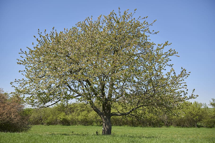 træ, forår, natur, himlen, Land, blomstrende træ, plante, himmel, skønhed i naturen, skyfri himmel, vækst, Mark, grøn farve, ingen mennesker, græs, dag, landskab, ro, frugt træ, udendørs, blomst, miljø, rolig scene, afdeling, 5K